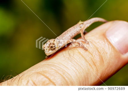 Short-nosed deceptive chameleon, Calumma fallax, juvenile, Ranomafana National Park, Madagascar wildlife Short-nosed deceptive chameleon, Calumma fallax, juvenile, Ranomafana National Park, Madagascar wildlife 98972689