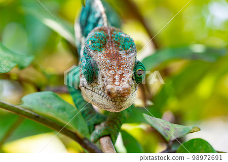 Globe-horned chameleon or flat-casqued chameleon, Calumma globifer, Male, Reserve Peyrieras Madagascar Exotic wildlife Globe-horned chameleon or flat-casqued chameleon, Calumma globifer, Male, Reserve Peyrieras Madagascar Exotic wildlife 98972691
