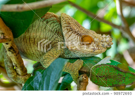 Parson's chameleon, Calumma parsonii, Peyrieras Madagascar Exotic, Madagascar wildlife Parson's chameleon, Calumma parsonii, Peyrieras Madagascar Exotic, Madagascar wildlife 98972693