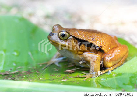 False Tomato Frog, Dyscophus Guineti, Madagascar wildlife 98972695