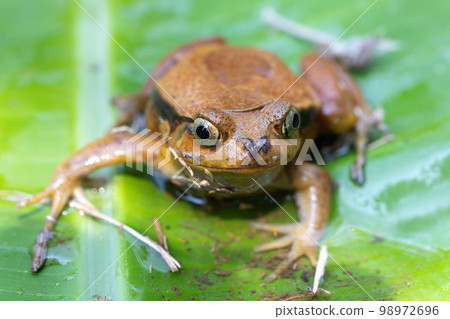 False Tomato Frog, Dyscophus Guineti, Madagascar wildlife 98972696