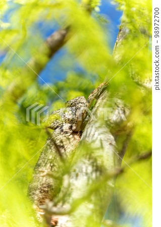 Oustalet's chameleon, Furcifer oustaleti, Reserve Peyrieras Madagascar Exotic, Madagascar wildlife 98972700