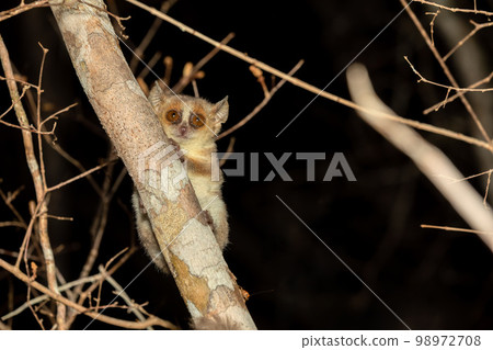 Madame Berthe's mouse lemur, Microcebus berthae, Madagascar wildlife animal 98972708