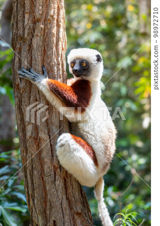 Coquerel's sifaka lemur, Propithecus coquereli, Madagascar wildlife animal Coquerel's sifaka lemur, Propithecus coquereli, Madagascar wildlife animal 98972710