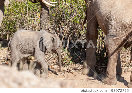 Desert Elephant in Namibia 98972753