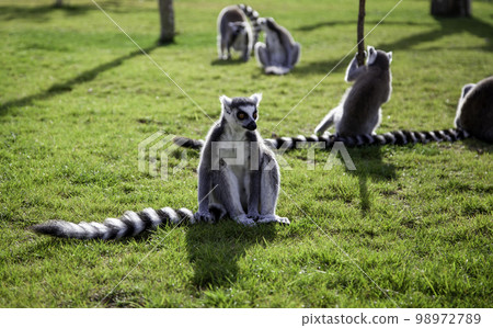 Wild lemurs in the wild 98972789