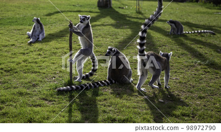 Wild lemurs in the wild 98972790