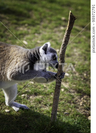 Wild lemurs in the wild 98972791