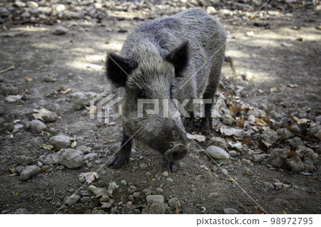 Wild boar in nature Wild boar in nature 98972795