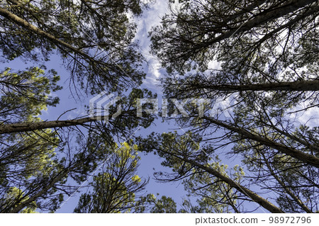 Tree perspective in nature Tree perspective in nature 98972796