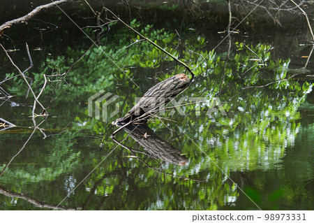 森林中的沼澤,樹木從沼澤中伸出來 森林中的沼澤,樹木從沼澤中伸出來 98973331