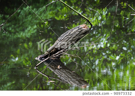 森林中的沼澤，樹木從沼澤中伸出來 98973332