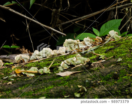Flat mushrooms growing on trees in the forest 98973379
