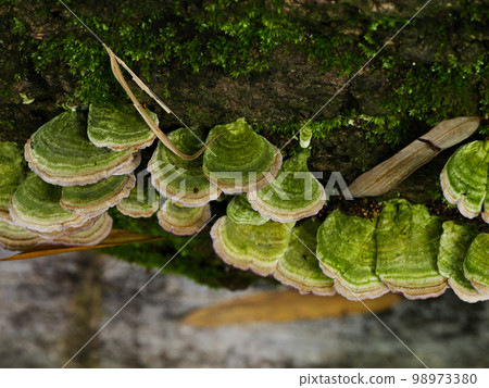 Flat mushrooms growing on trees in the forest Flat mushrooms growing on trees in the forest 98973380