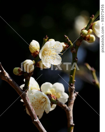 陽光下的一朵白梅花(白花白芽的梅枝) 陽光下的一朵白梅花(白花白芽的梅枝) 98973456