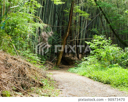 A secluded Japanese bamboo forest landscape 98973470