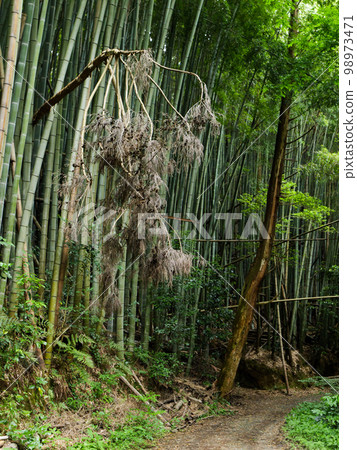 A secluded Japanese bamboo forest landscape 98973471