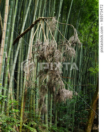 A secluded Japanese bamboo forest landscape 98973472
