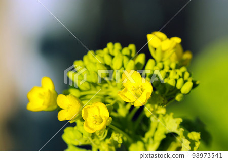 Macro close-up photography of yellow rape blossoms beginning to bloom, bathed in sunlight Macro close-up photography of yellow rape blossoms beginning to bloom, bathed in sunlight 98973541