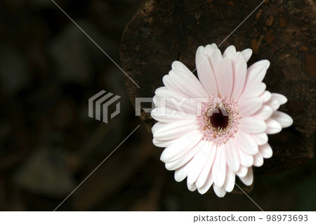 在深色原木的背景下，一朵明亮的白粉紅色非洲菊盛開。 98973693