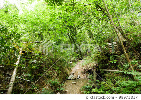Dark atmosphere landscape covered with deep forest and trees 98973817