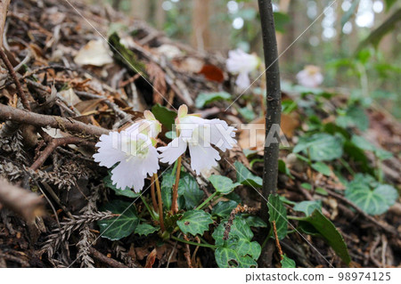 Light pink flowers of Iwauchiwa quietly blooming in Oku Musashi, Saitama Prefecture 98974125