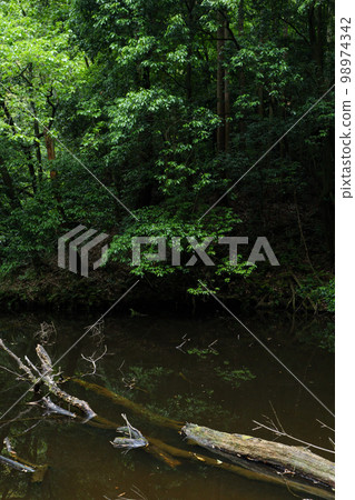 A swamp landscape with a dark atmosphere, covered with dense forests and trees A swamp landscape with a dark atmosphere, covered with dense forests and trees 98974342