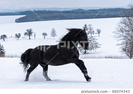 Friesian stallion running in winter field. Black Friesian horse runs gallop in winter. Friesian stallion running in winter field. Black Friesian horse runs gallop in winter. 98974343