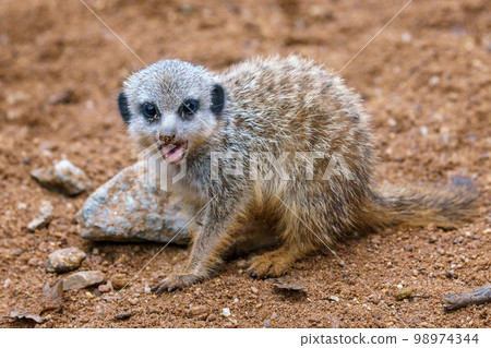 Meerkat or suricate cub showing its teeth 98974344