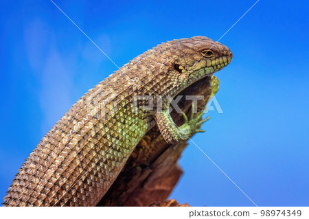 Gidgee Skink basking on log, Egernia stokesii. Gidgee Skink basking on log, Egernia stokesii. 98974349