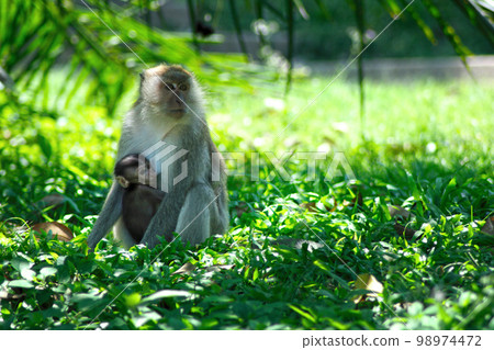Female macaque and its baby 98974472