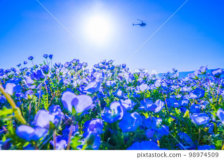 Nemophila在大阪Maishima海濱公園 Nemophila在大阪Maishima海濱公園 98974509