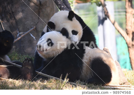 Friendly twin pandas Friendly twin pandas 98974568