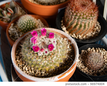 多肉植物仙人掌（Kirizumimaru）的開花 98974804