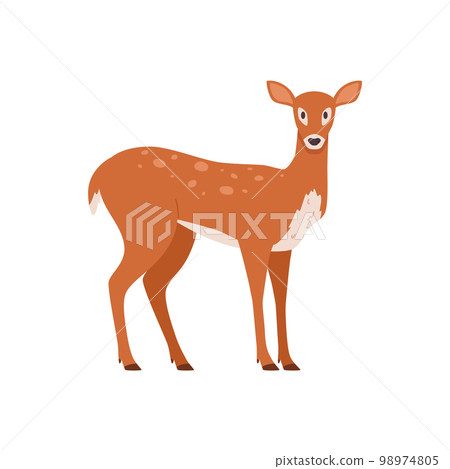 Cute female deer standing, cartoon flat vector illustration isolated on white background. Cute female deer standing, cartoon flat vector illustration isolated on white background. 98974805