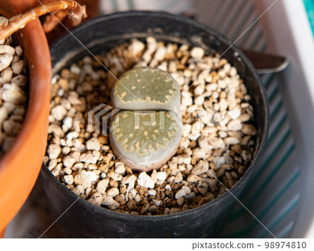 Taking a picture of a succulent plant (Lithops) 98974810