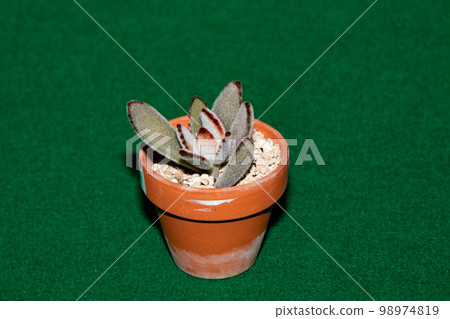 拍攝多肉植物 (Tsukitomimi) 98974819