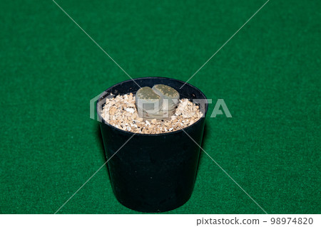 為多肉植物 (Lithops) 拍照 98974820