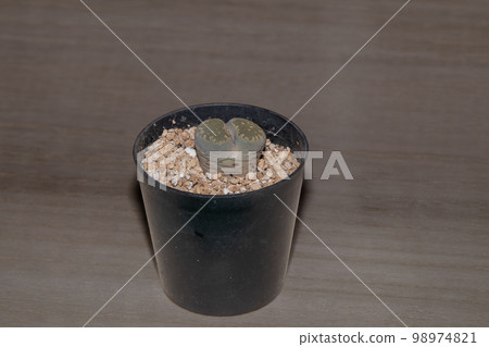 為多肉植物 (Lithops) 拍照 98974821