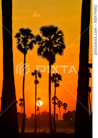 landscape of Sugar palm tree during twilight sunrise  at Pathumthani province,Thailand 98974902