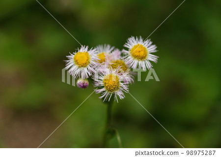 Small flowers blooming on the roadside 98975287