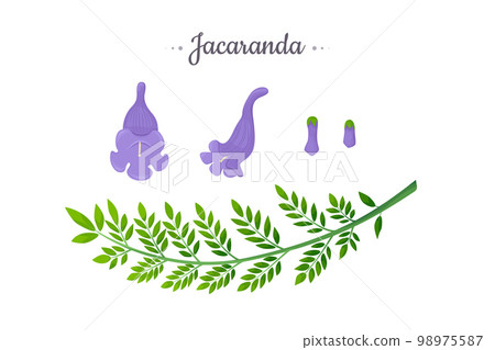 Jacaranda Mimosifolia tree. Flowers, buds and branch with leaves set Jacaranda Mimosifolia tree. Flowers, buds and branch with leaves set 98975587