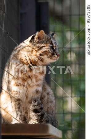 Tsushima eumaneko Tsushima eumaneko 98975588