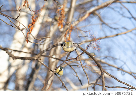 A beautiful little blue bird sits on a branch in winter and flies A beautiful little blue bird sits on a branch in winter and flies 98975721
