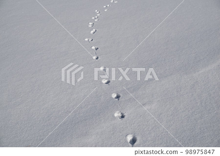 Animal footprints left in the snow 98975847