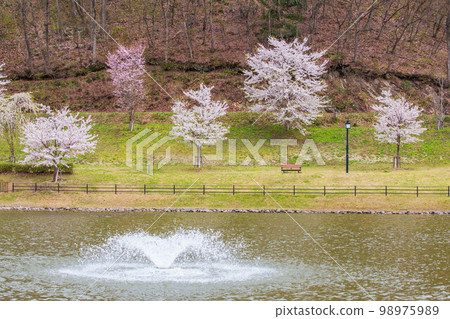 春天的天童，櫻花盛開的山形天童公園 98975989