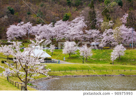 春天的天童，櫻花盛開的山形天童公園 98975993