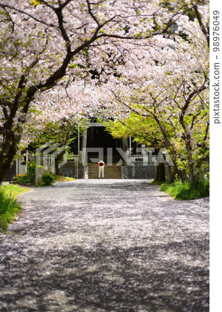 充滿櫻花花瓣的神社參道 充滿櫻花花瓣的神社參道 98976049