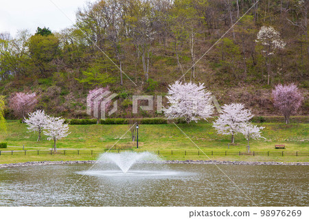 Spring in Tendo, Yamagata Tendo Park with cherry blossoms in full bloom 98976269