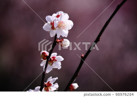 春天美麗的梅花 春天美麗的梅花 98976284